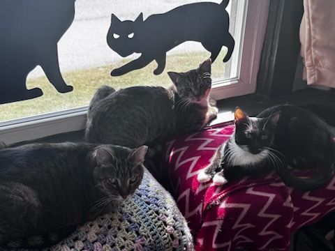 Three cats are sitting in front of a window with silhouettes of cats on it
