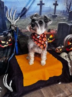 A small dog wearing a scarf is sitting on a chair in front of a cemetery.
