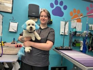 A woman is holding a small white dog with blue hair.