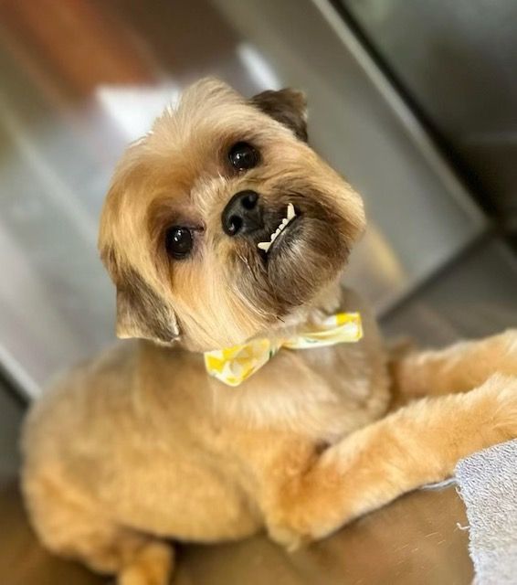 A small brown dog wearing a yellow bow tie is laying down on the floor.
