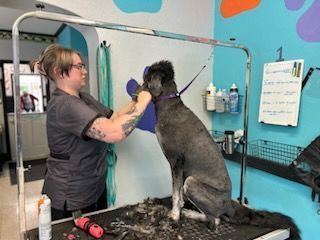 A woman is grooming a dog on a table.