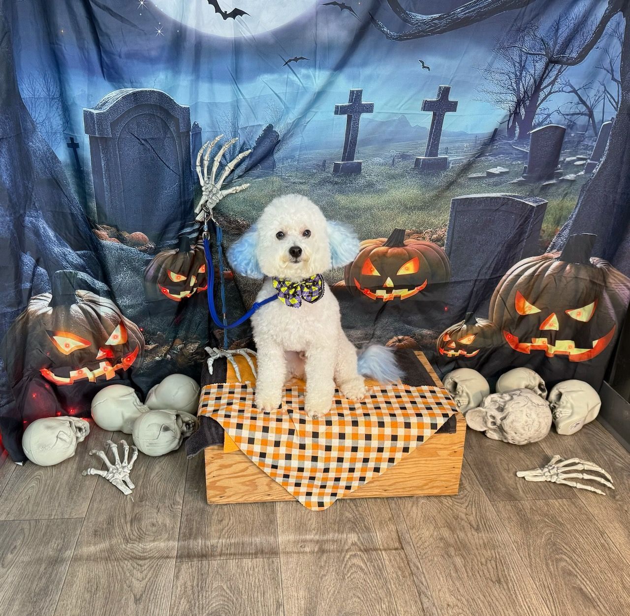 A small white dog is standing in front of a cemetery with pumpkins and skulls.