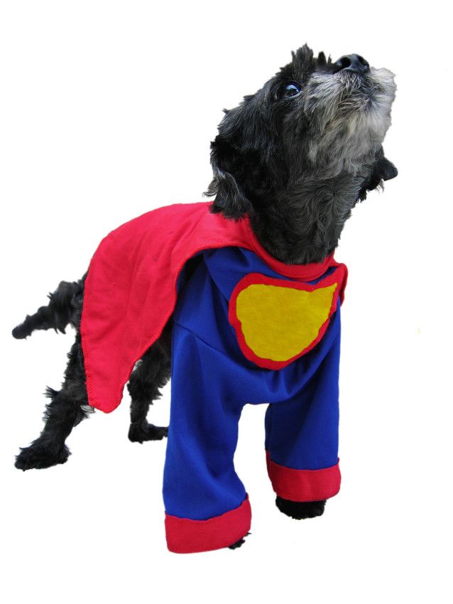 A small black dog wearing a superman costume