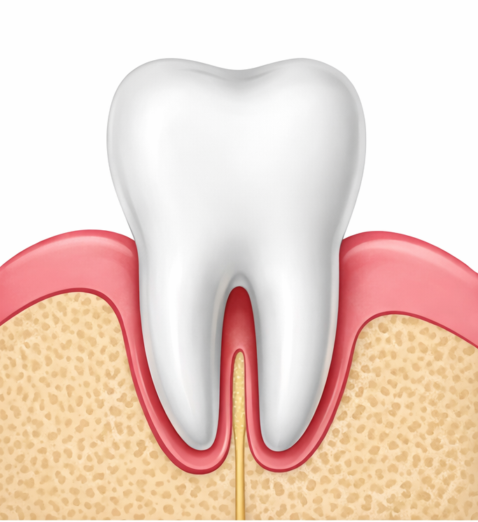 Healthy tooth in healthy gums and bone.