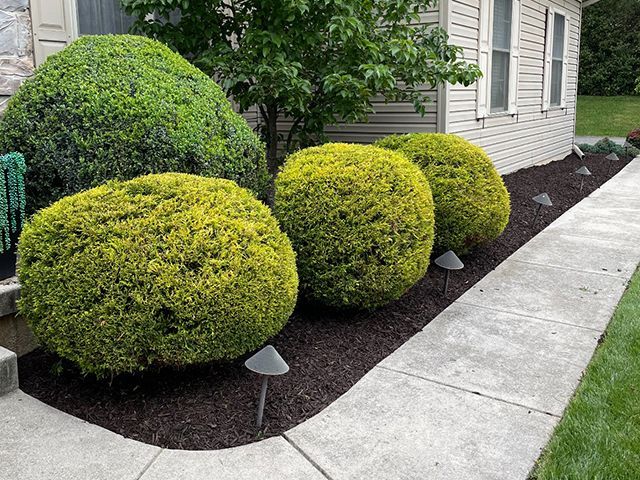 A row of bushes along a sidewalk in front of a house.