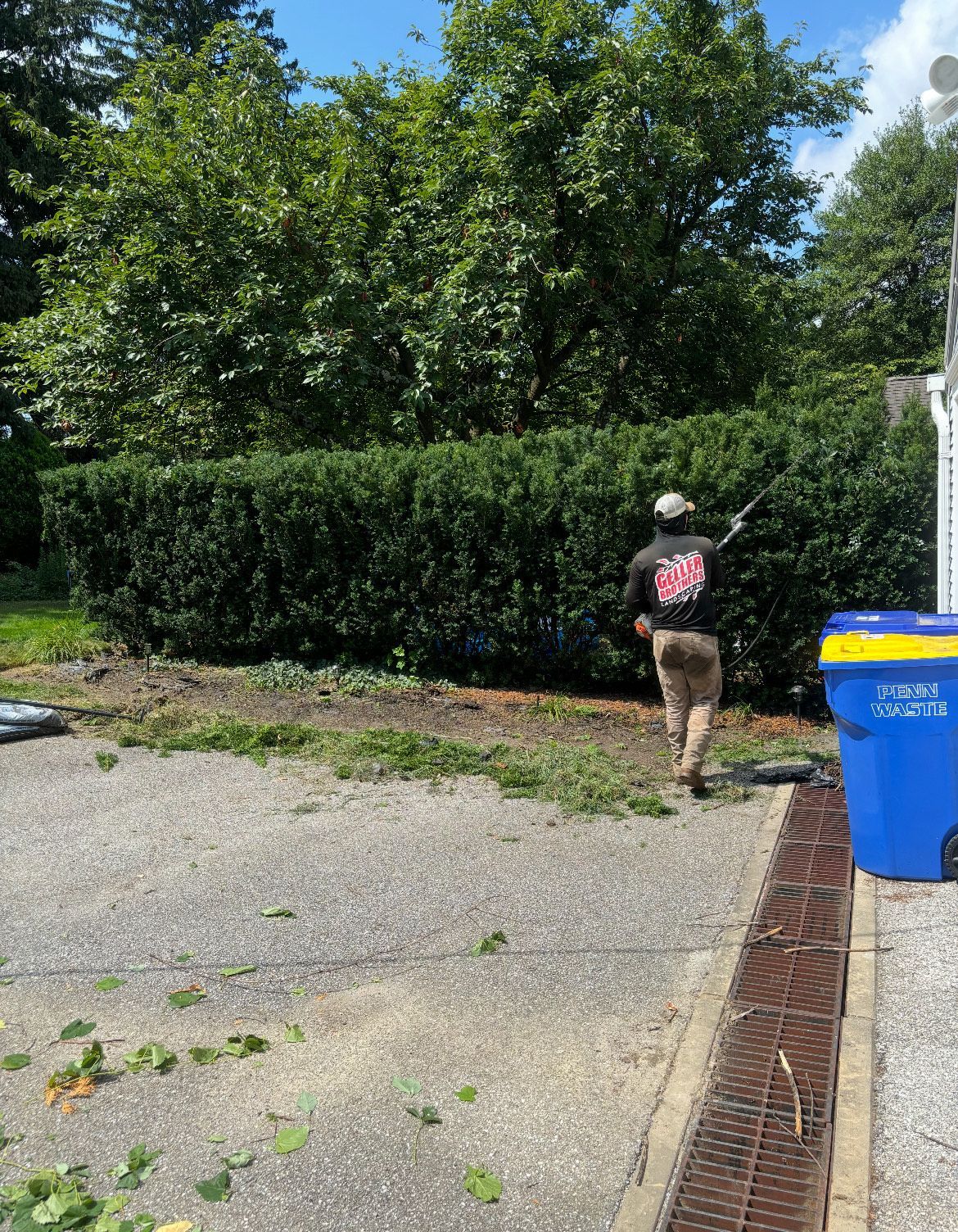 A man is cutting a hedge next to a blue trash can.