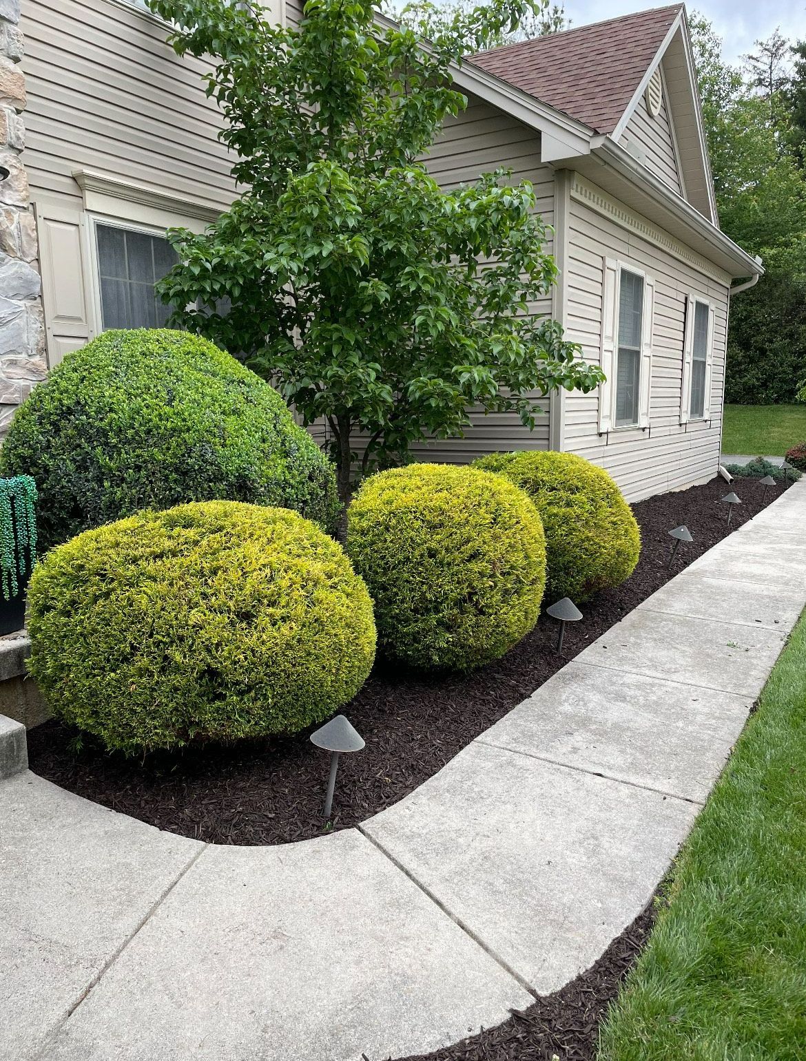 A house with a walkway leading to it and bushes in front of it.