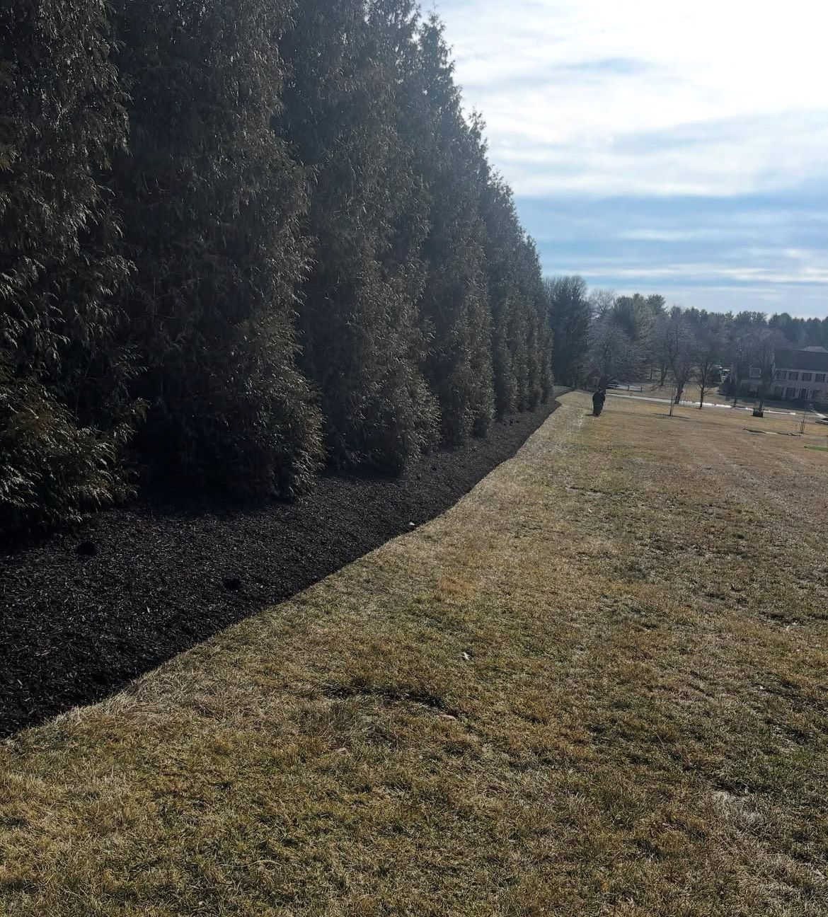 A grassy field with a row of trees in the background.