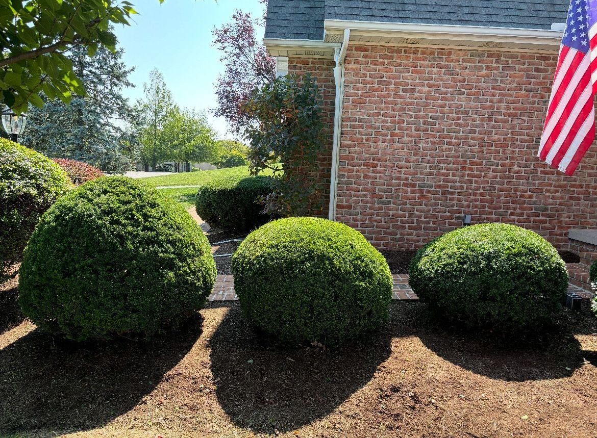 A row of bushes in front of a brick house with an american flag.