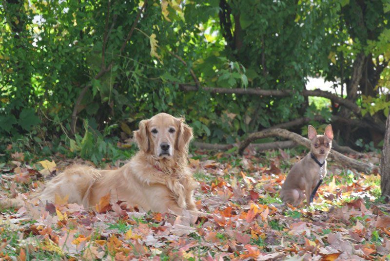 Pet Waste Removal Service