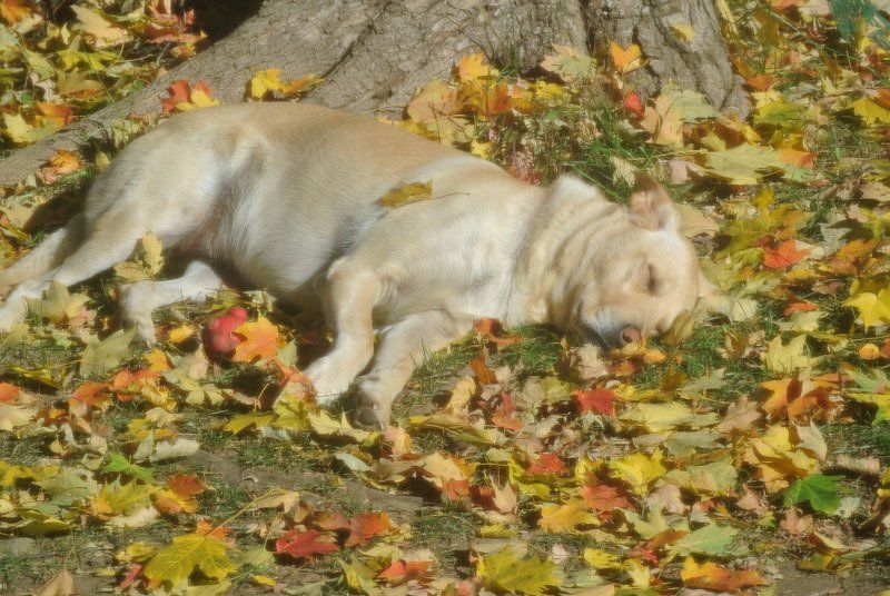 Pet Waste Removal Service