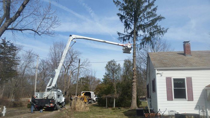 tree service