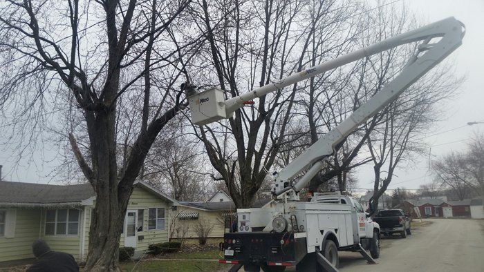 tree service