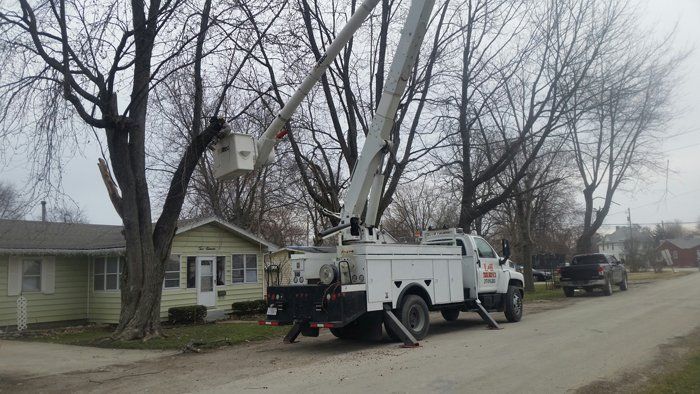 tree service