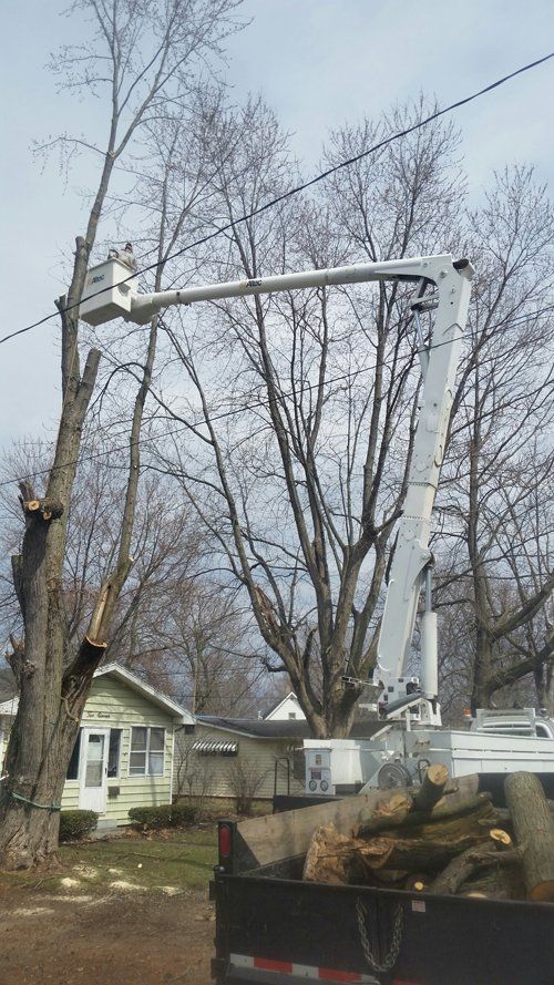tree service