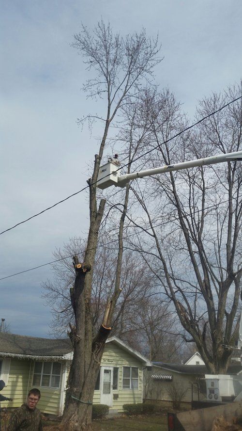 tree service