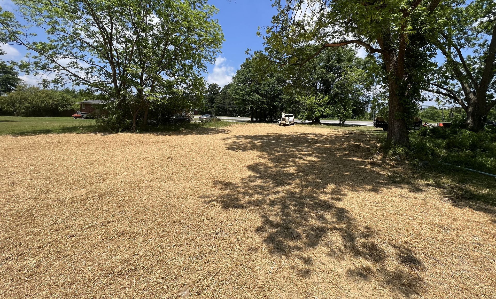 There is a lot of wood chips in the ground and trees in the background.