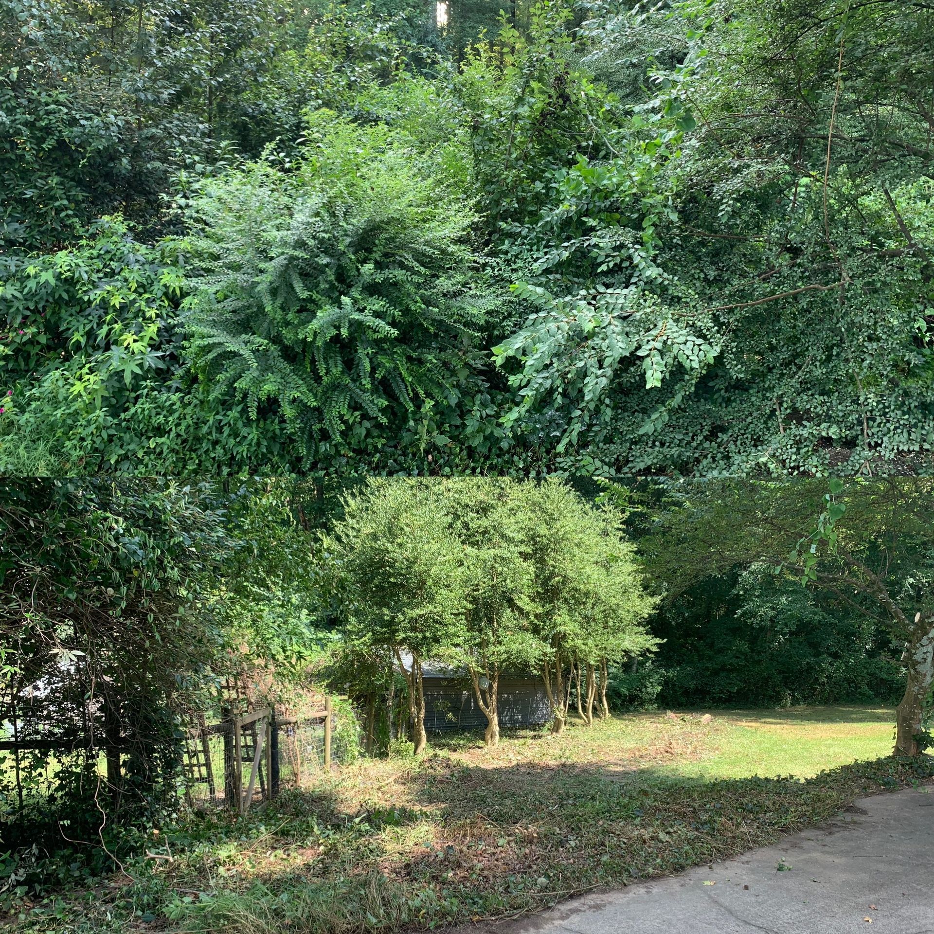 a lush green forest with trees and bushes along a sidewalk