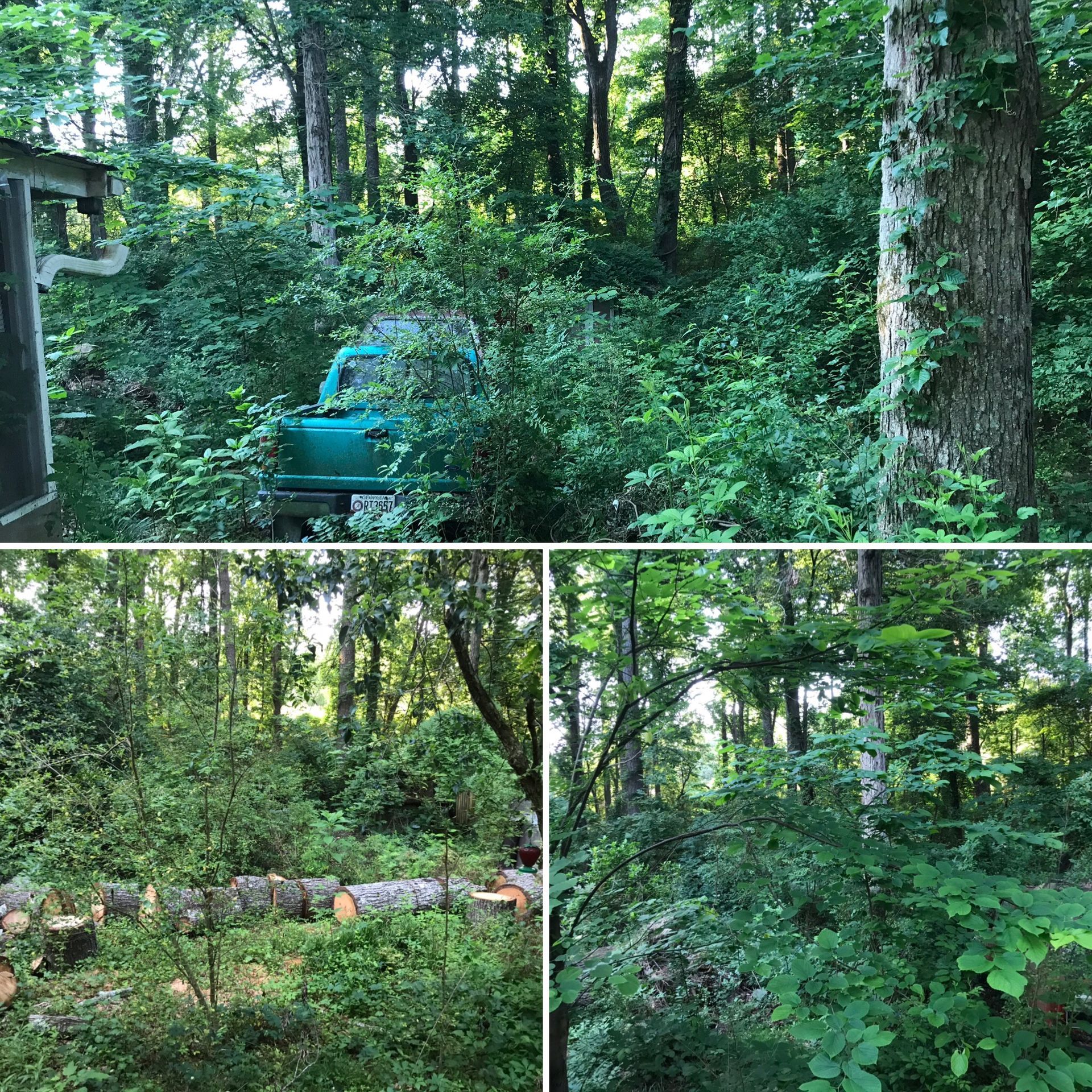 a blue truck is parked in the middle of a forest