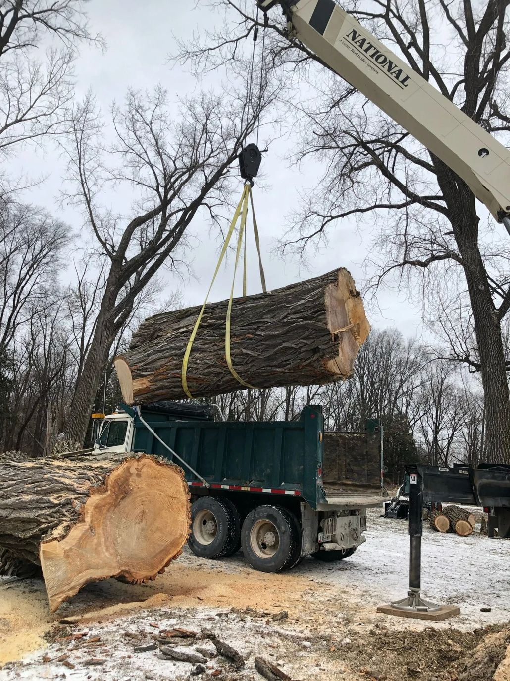 Arborist in a tree, using a chainsaw. Wearing safety gear. Green foliage in background.