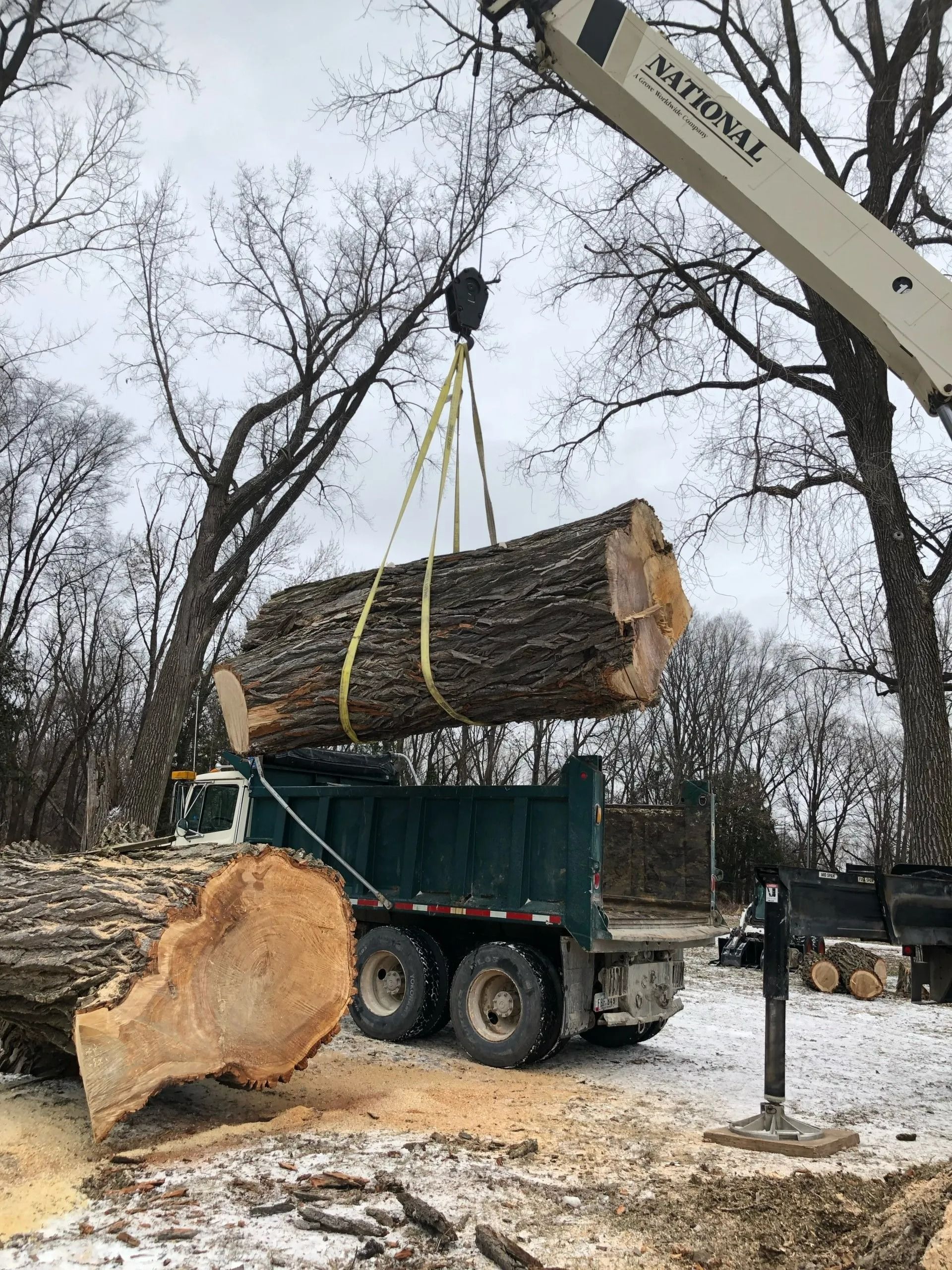 Arborist in a tree, using a chainsaw. Wearing safety gear. Green foliage in background.