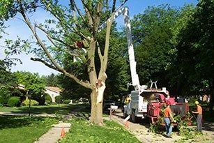 Tree being trimmed by crew with lift truck and chipper on residential street.