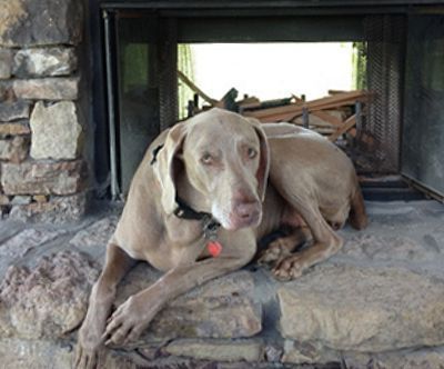 Photo of Catfish Pointer the dog