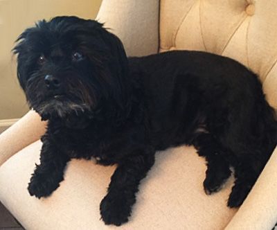 Photo of Dodger the dog