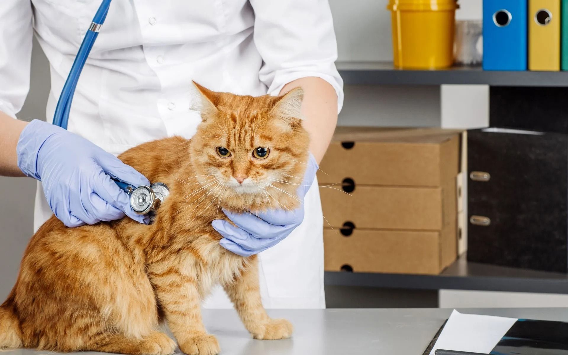 Germantown Farmington Animal Hospital