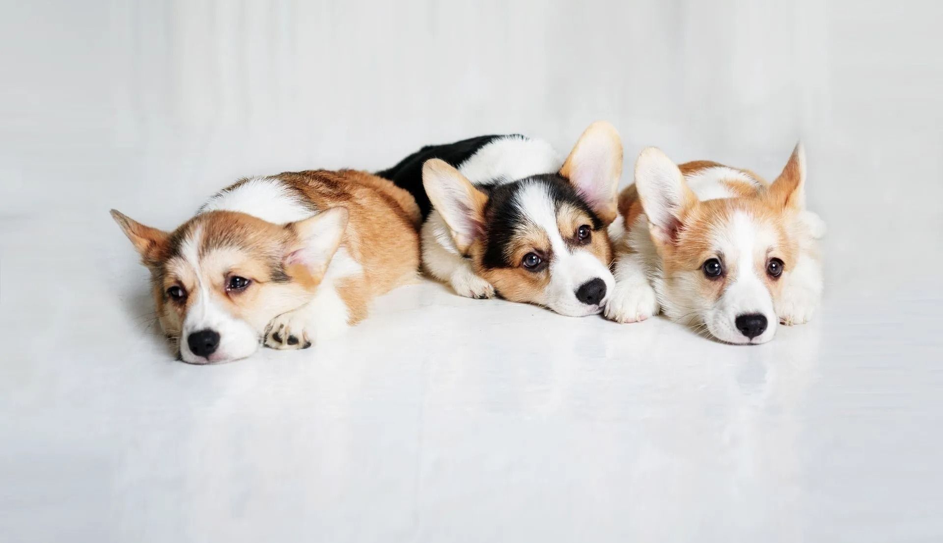 Germantown Farmington Animal Hospital