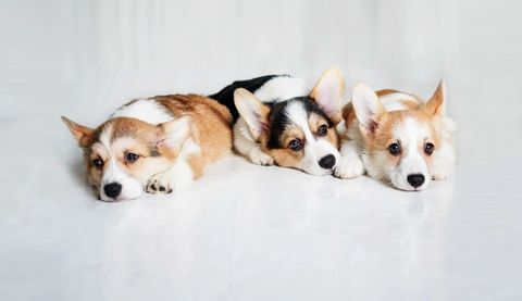 Germantown Farmington Animal Hospital