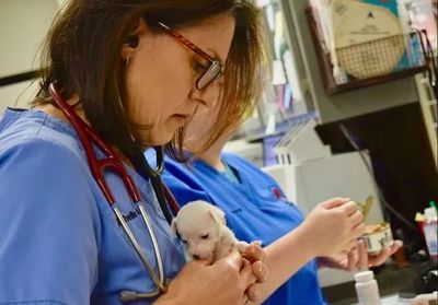 Veterinarian in blue scrubs examines a tiny puppy in a clinic; red stethoscope around her neck.