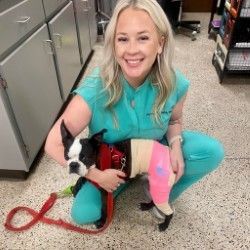 Woman in blue scrubs kneels, holding a Boston Terrier with a leg brace. The dog and woman smile.