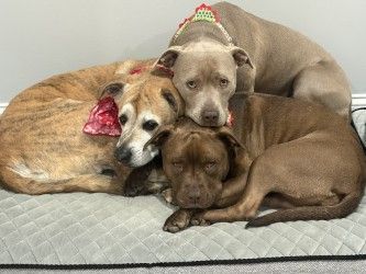 Three pit bull-type dogs cuddling on a gray dog bed. Light brown, tan, and gray colors.
