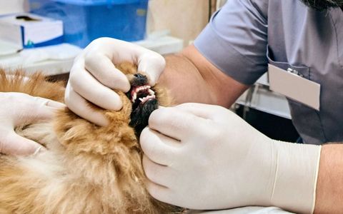 Germantown Farmington Animal Hospital