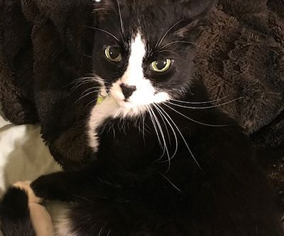 Photo of Happy Palmer the cat