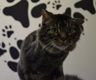 Photo of Macho the clinic cat