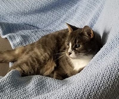 Photo of Petey Hewitt the cat