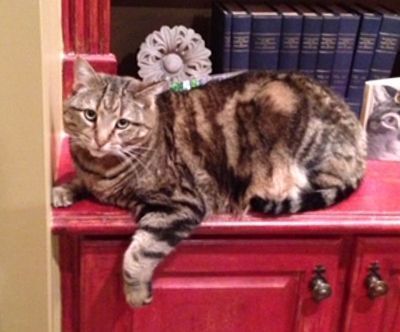 Photo of Puccini the cat