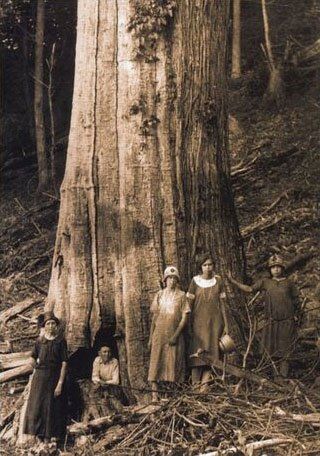 U.S. forest service