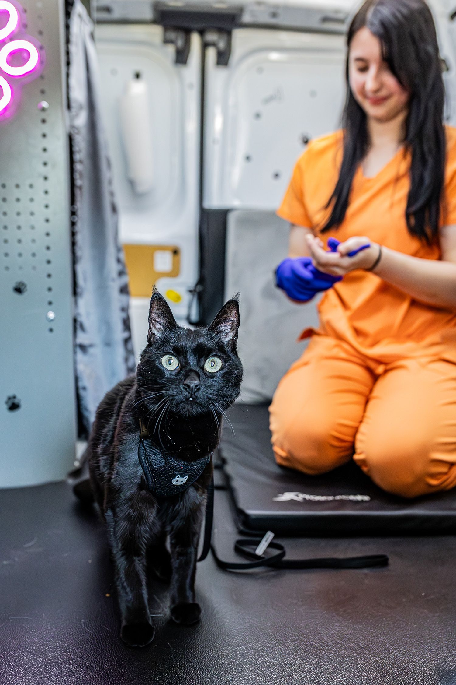 Black cat with white residue facing camera in van. Woman in orange scrubs kneels in the background.