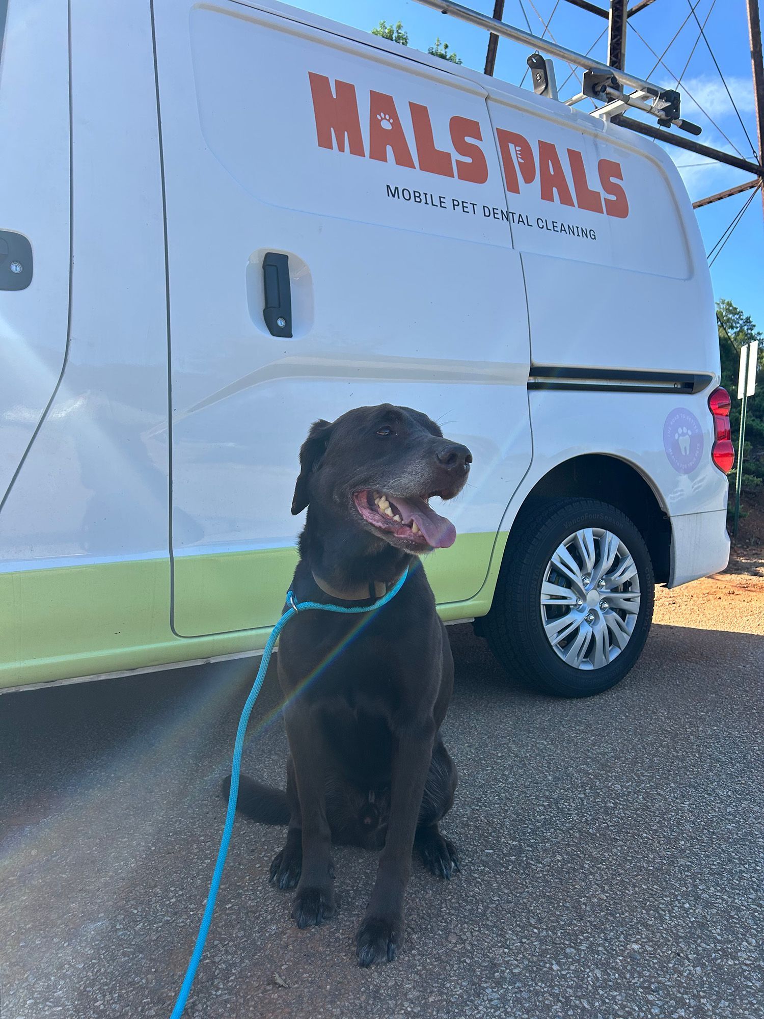 Black dog sitting by a van that says 