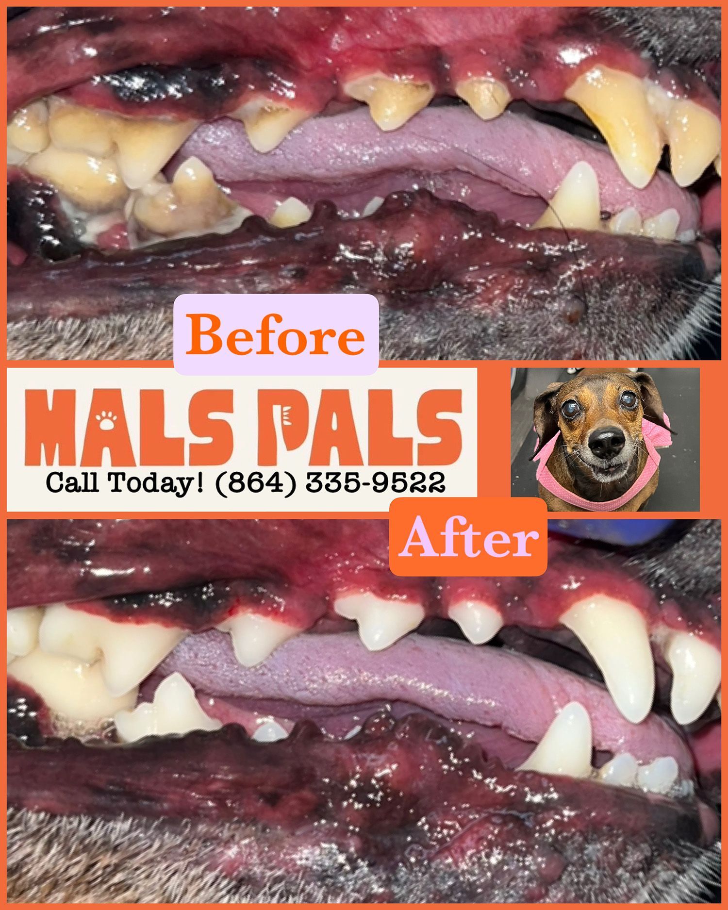 Dog teeth cleaning: Before/After comparison shows significant plaque removal.  
