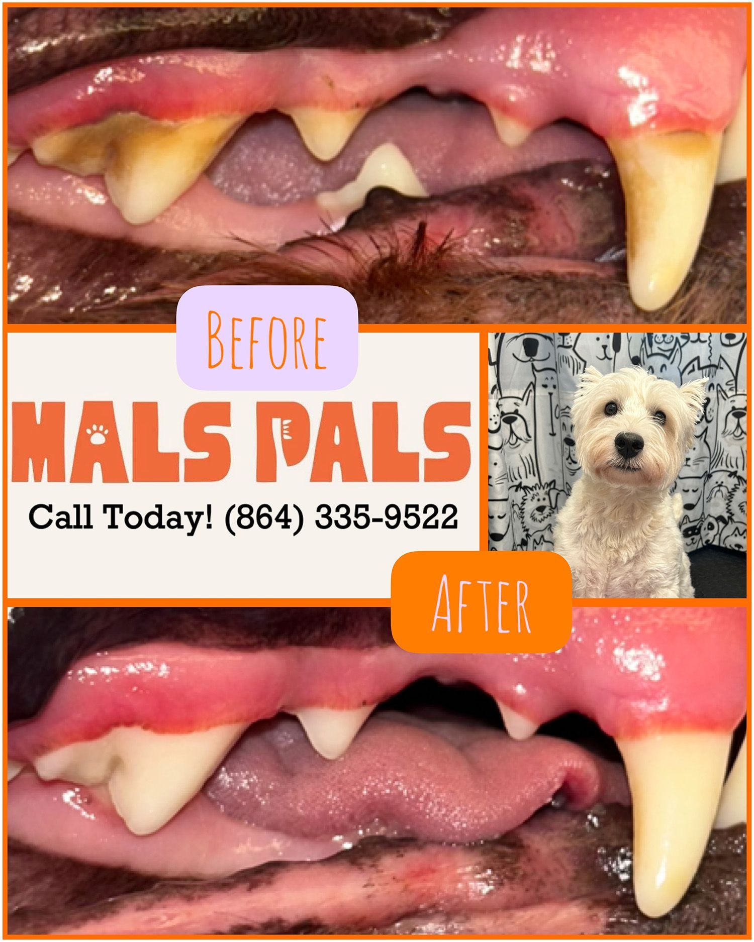 Dog teeth cleaning before and after comparison by Mals Pals, with a small dog photo.
