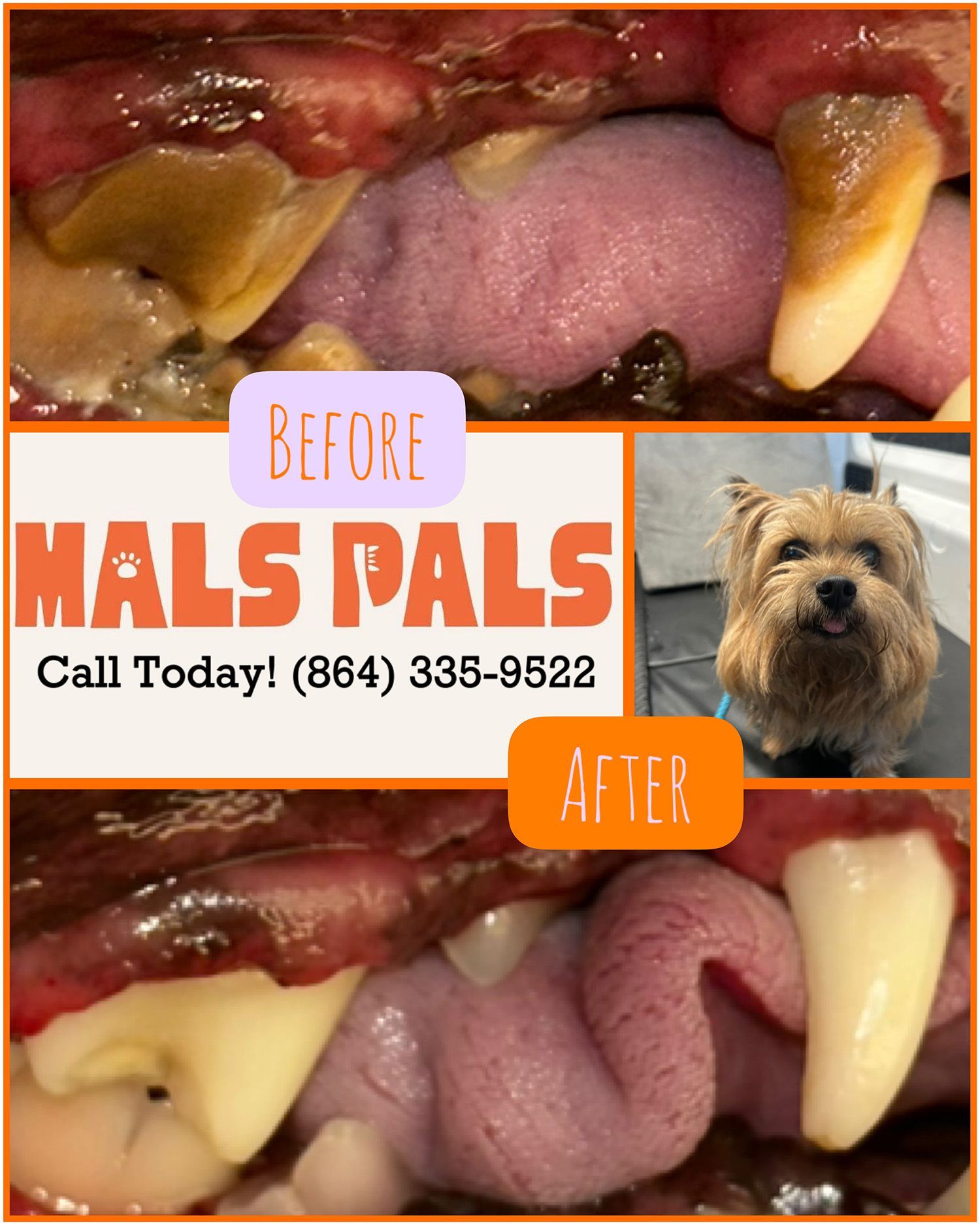 Dental cleaning comparison: Dog mouth 