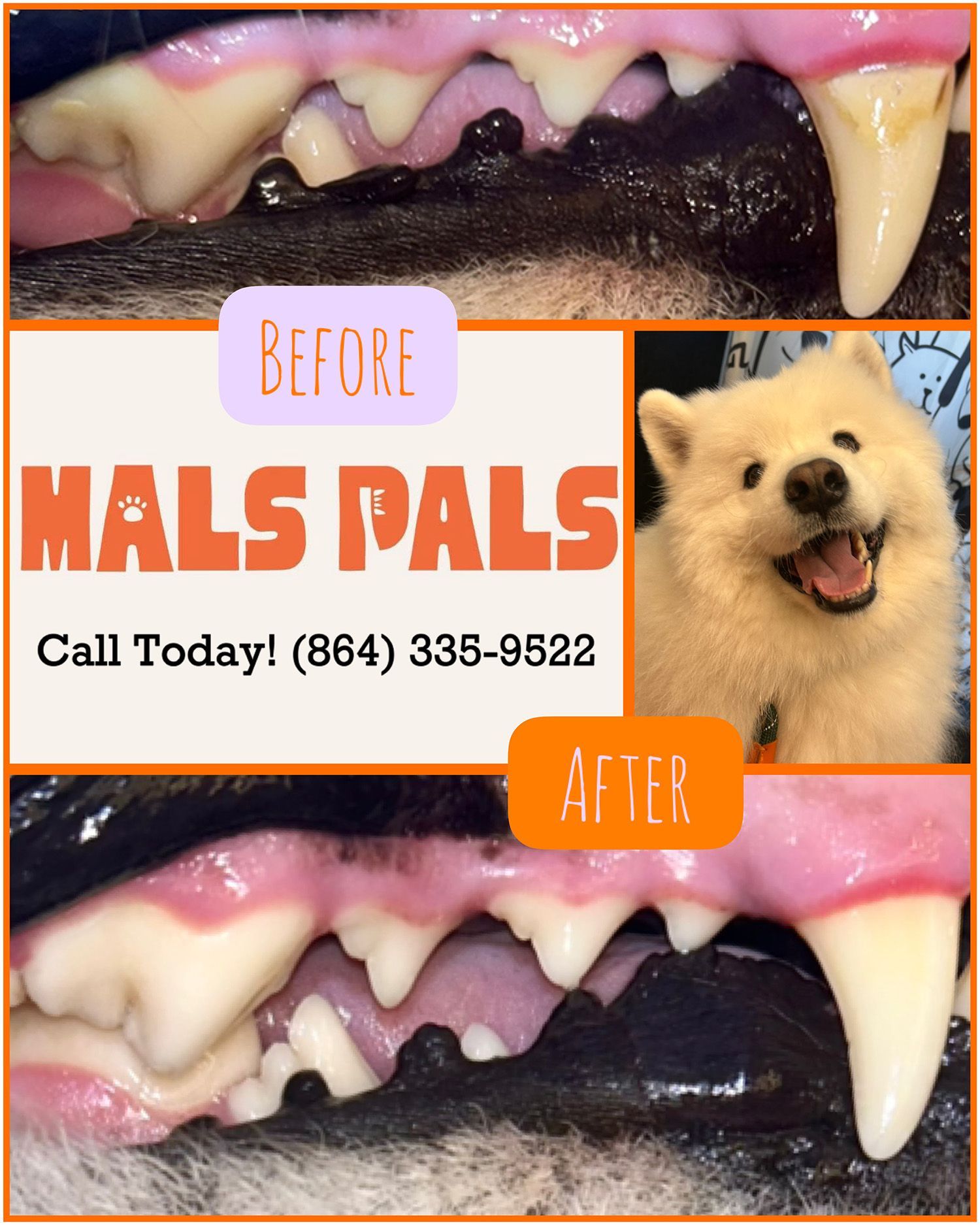 Dog dental cleaning before and after comparison. The after teeth are cleaner and the dog is smiling.