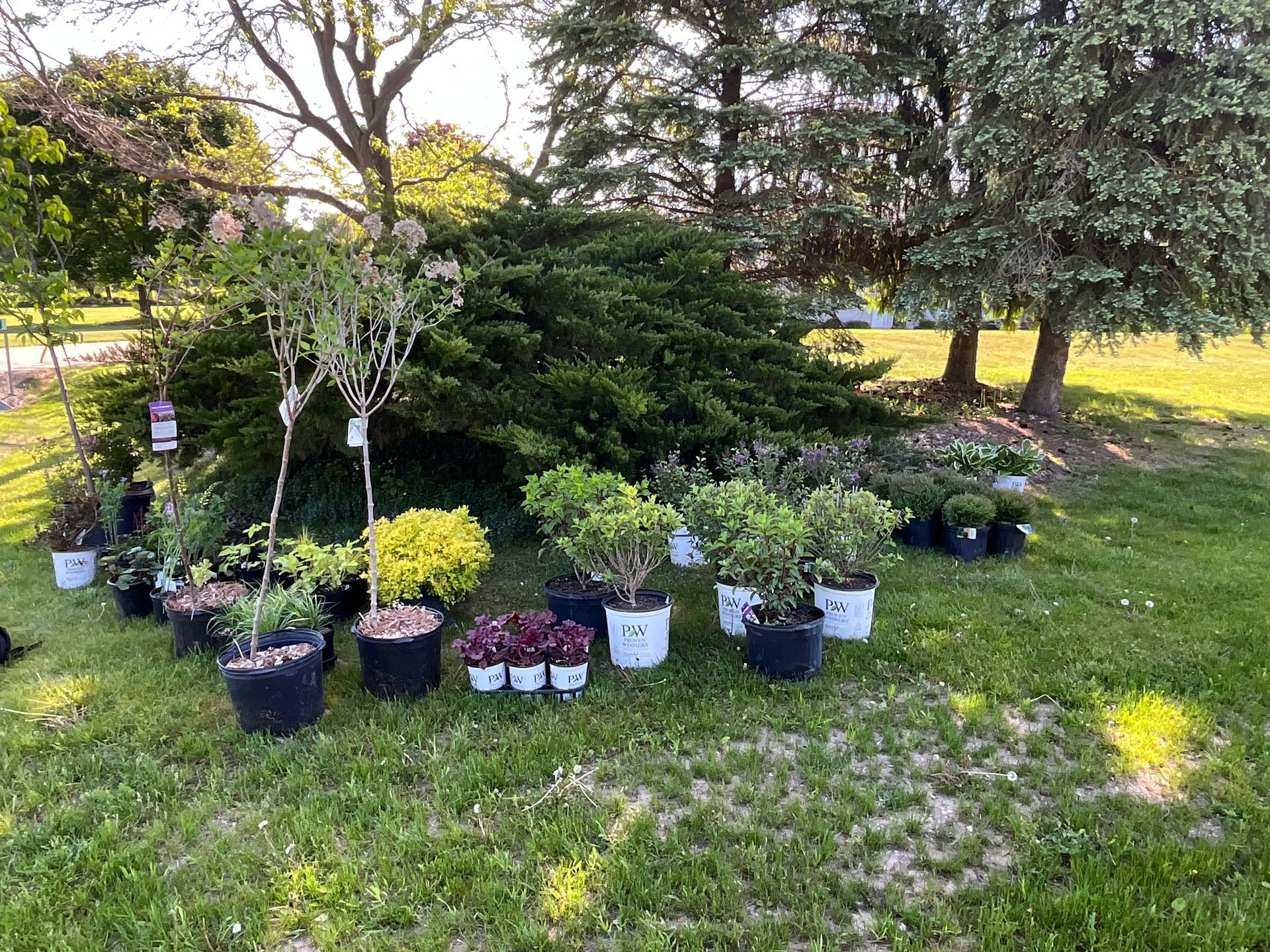 A bunch of potted plants are sitting on top of a lush green field.