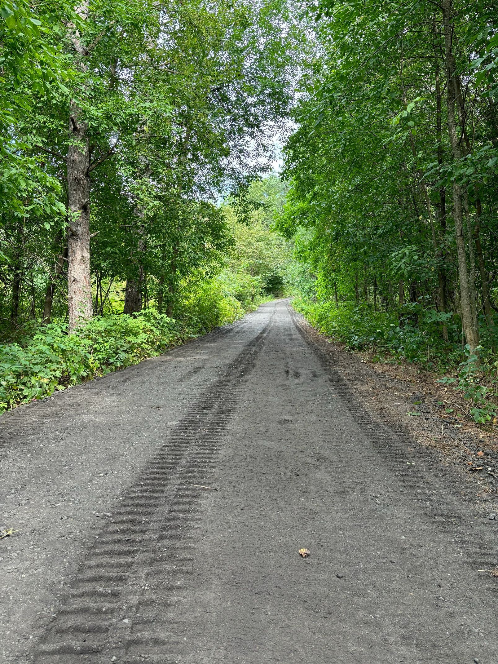 A dirt road going through a forest with trees on both sides.