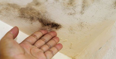 Mold Inspection