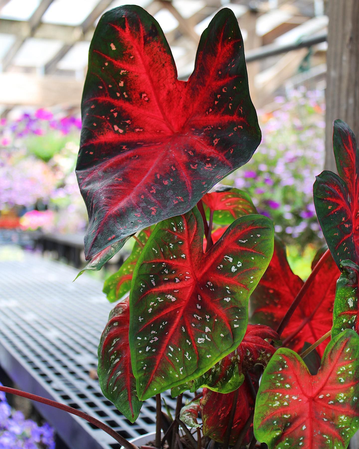 Designs By Lee Inc nursery